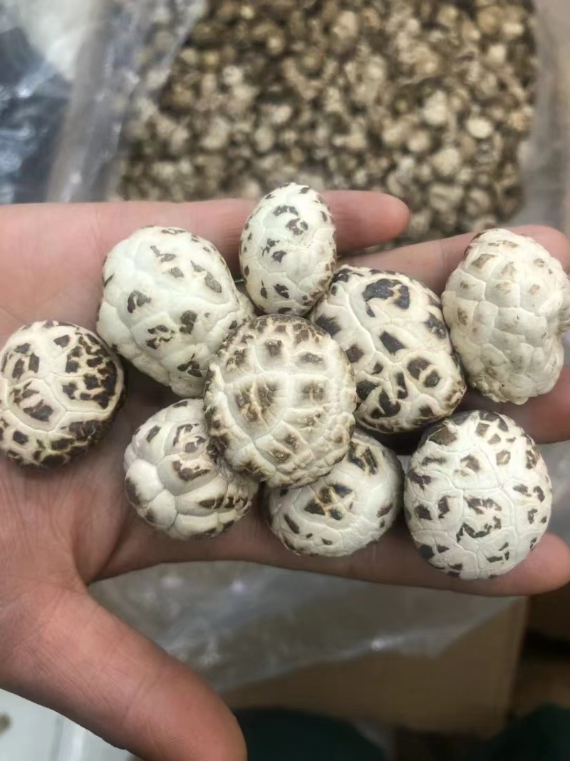 天白花菇精品花菇一手货源量大价优全国供应欢迎选购