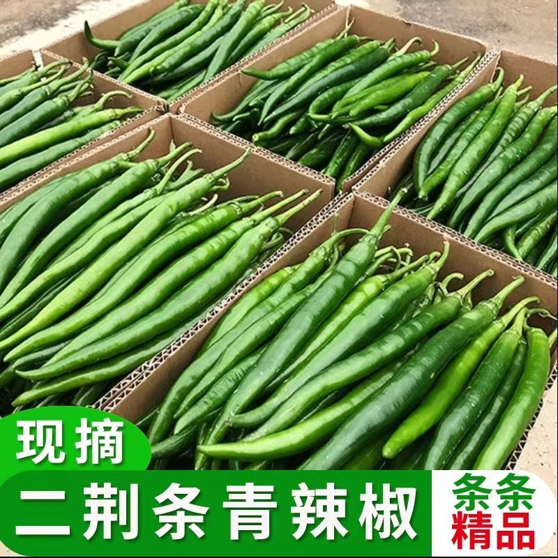 线椒，大量有货，产地一发货，量大优惠，欢迎新老客户前来合