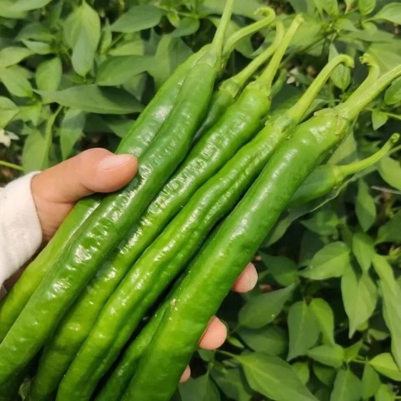 线椒，大量有货，产地一发货，量大优惠，欢迎新老客户前来合