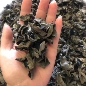精品木耳大量上市供货稳定存储容易运输方便全国供应价格美丽
