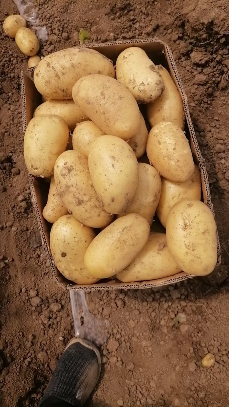 荷兰/沃土/V7土豆量大优惠走车及时全国发货
