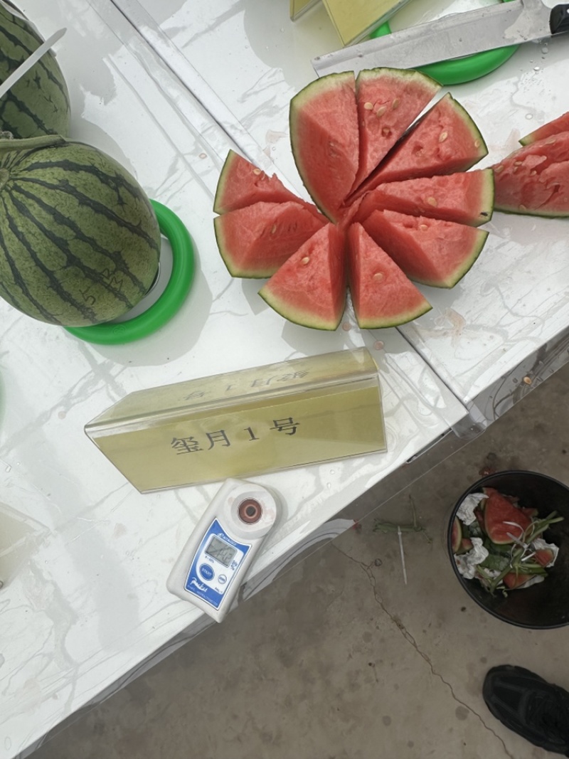 吊瓜西瓜量大质优价格优惠保质保量一手货源欢迎咨询