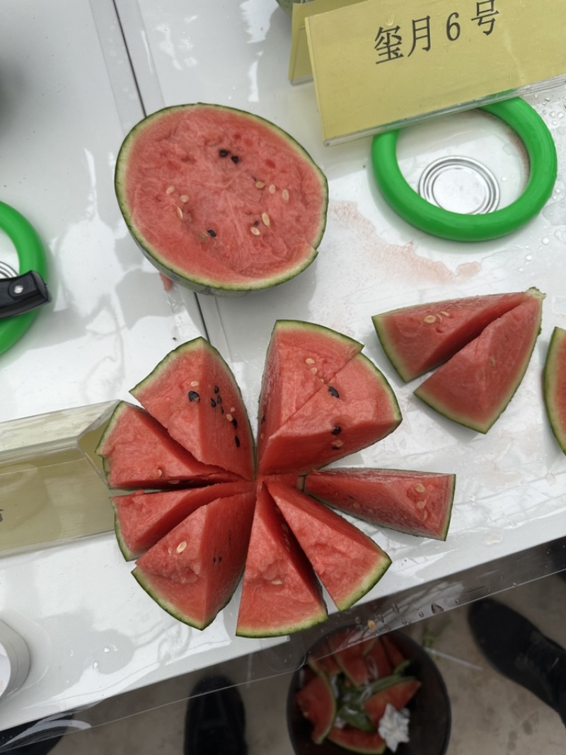 吊瓜西瓜量大质优价格优惠保质保量一手货源欢迎咨询