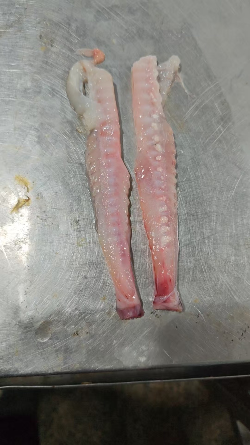 修边安康鱼排