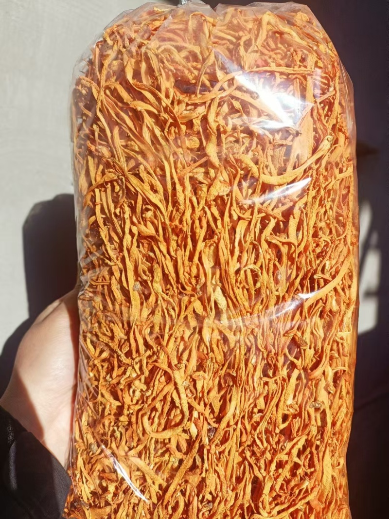 虫草花价格优势批发价格北虫草花金虫草蛹虫草