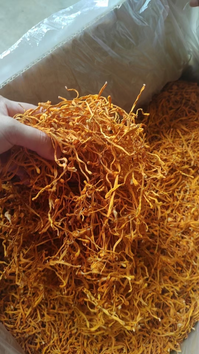 虫草花价格优势批发价格北虫草花金虫草蛹虫草