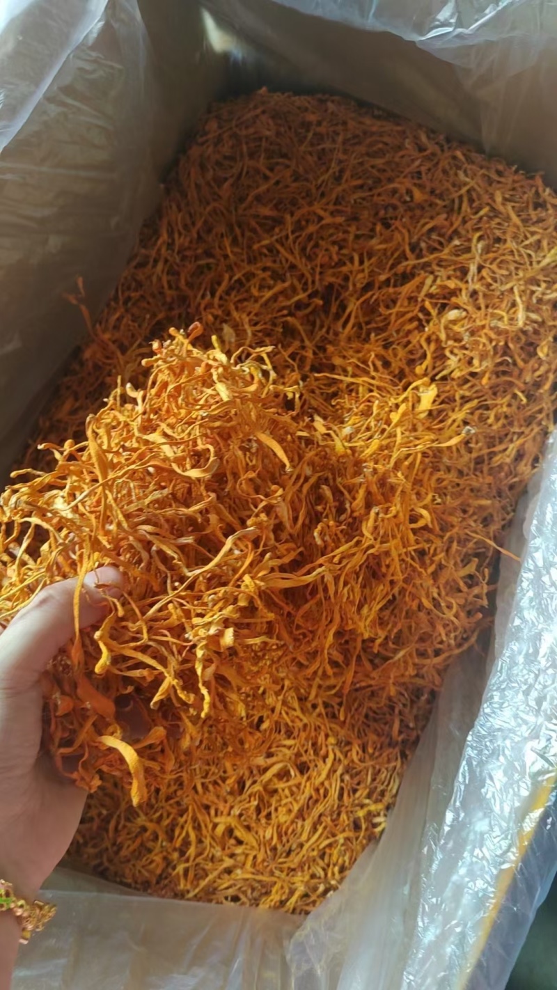 虫草花价格优势批发价格北虫草花金虫草蛹虫草