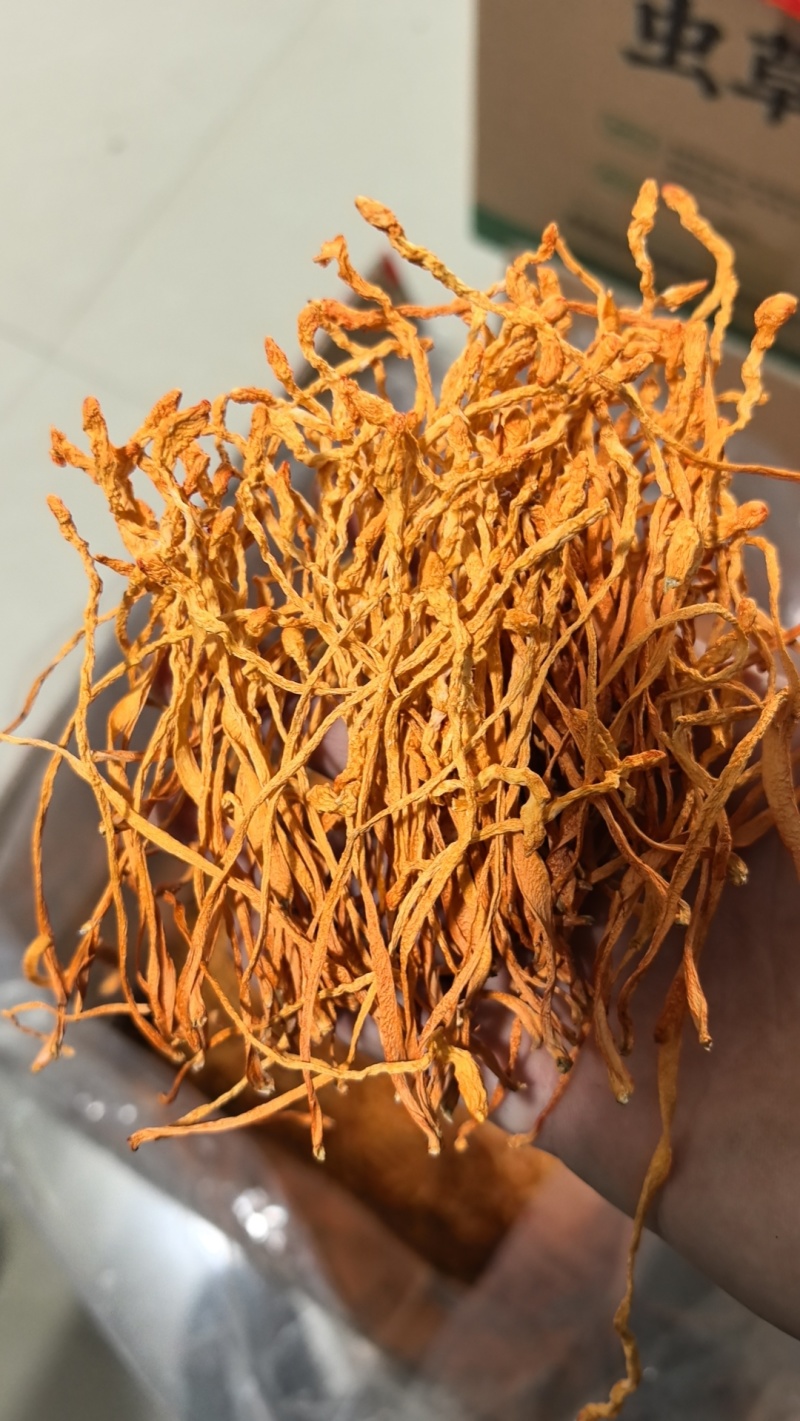 虫草花价格优势批发价格北虫草花金虫草蛹虫草