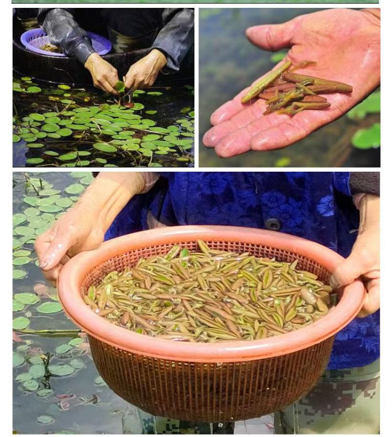 重庆统级莼菜（石柱黄水福吉利莼菜厂）大量上市，工厂直出
