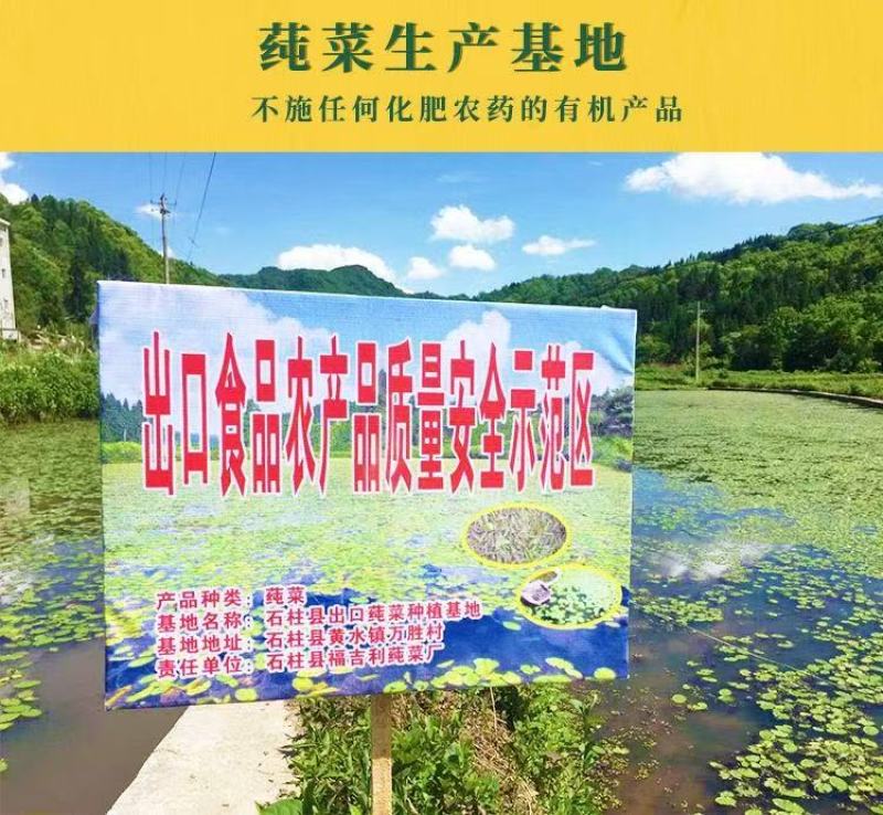 重庆统级莼菜（石柱黄水福吉利莼菜厂）大量上市，工厂直出