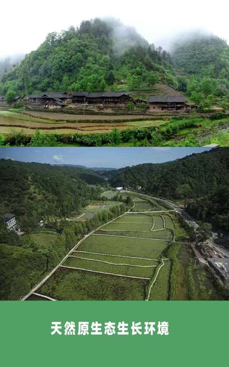 重庆统级莼菜（石柱黄水福吉利莼菜厂）大量上市，工厂直出