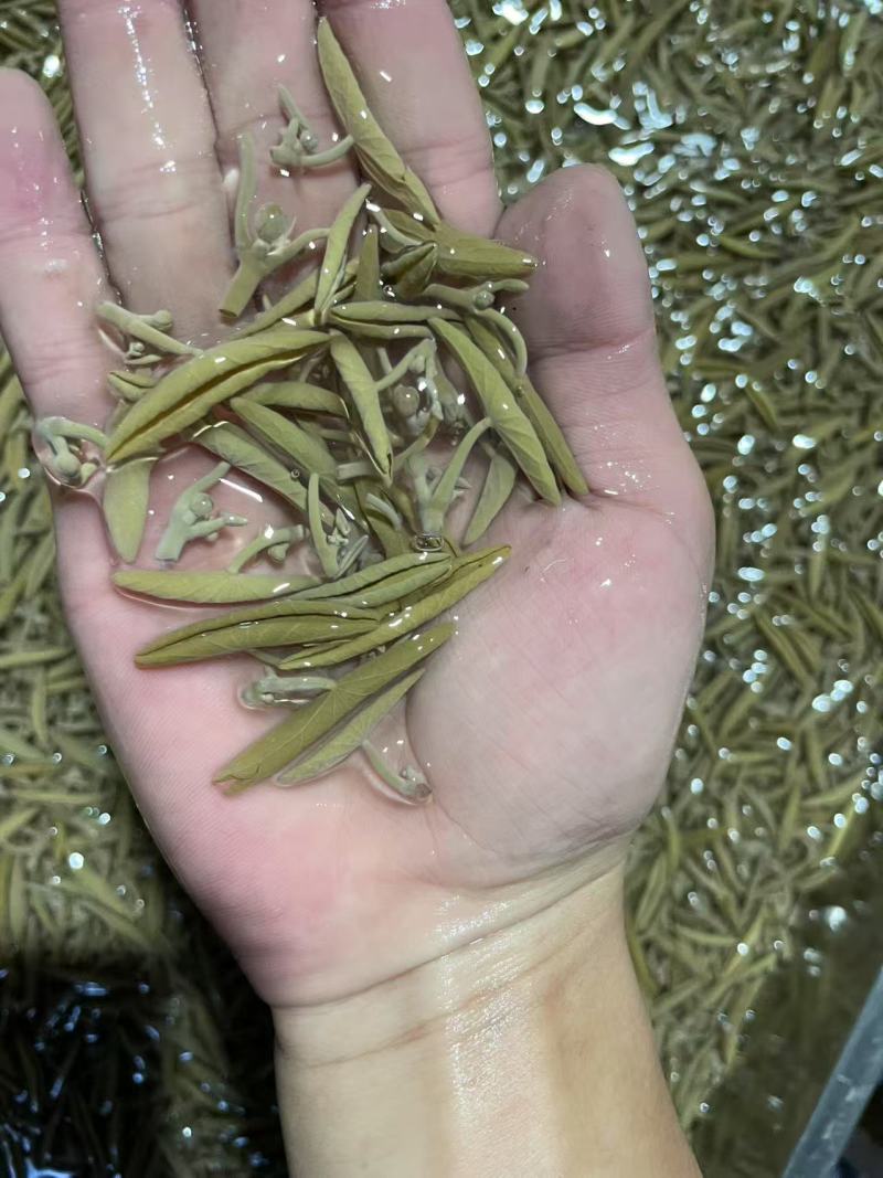 重庆统级莼菜（石柱黄水福吉利莼菜厂）大量上市，工厂直出