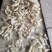 无冰衣单冻秘鲁鱿鱼边角料