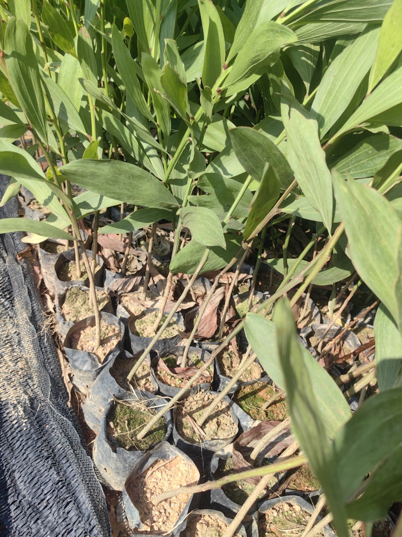 马占相思绿化苗木马占相思基地直供量大优惠