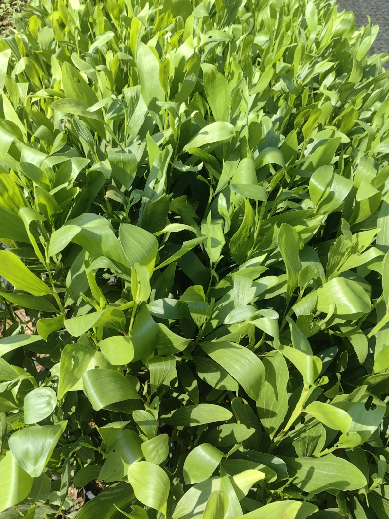 马占相思绿化苗木马占相思基地直供量大优惠