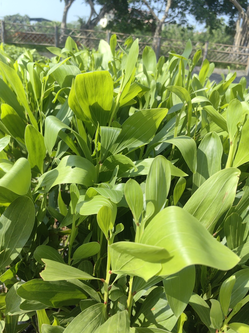 马占相思绿化苗木马占相思基地直供量大优惠
