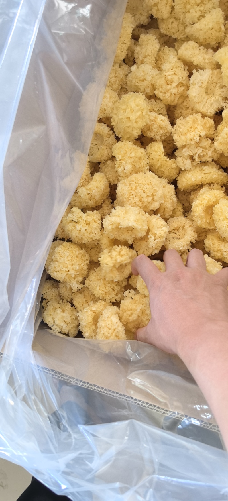 小银耳古田现货产地批发原干净重大量优惠精品无硫