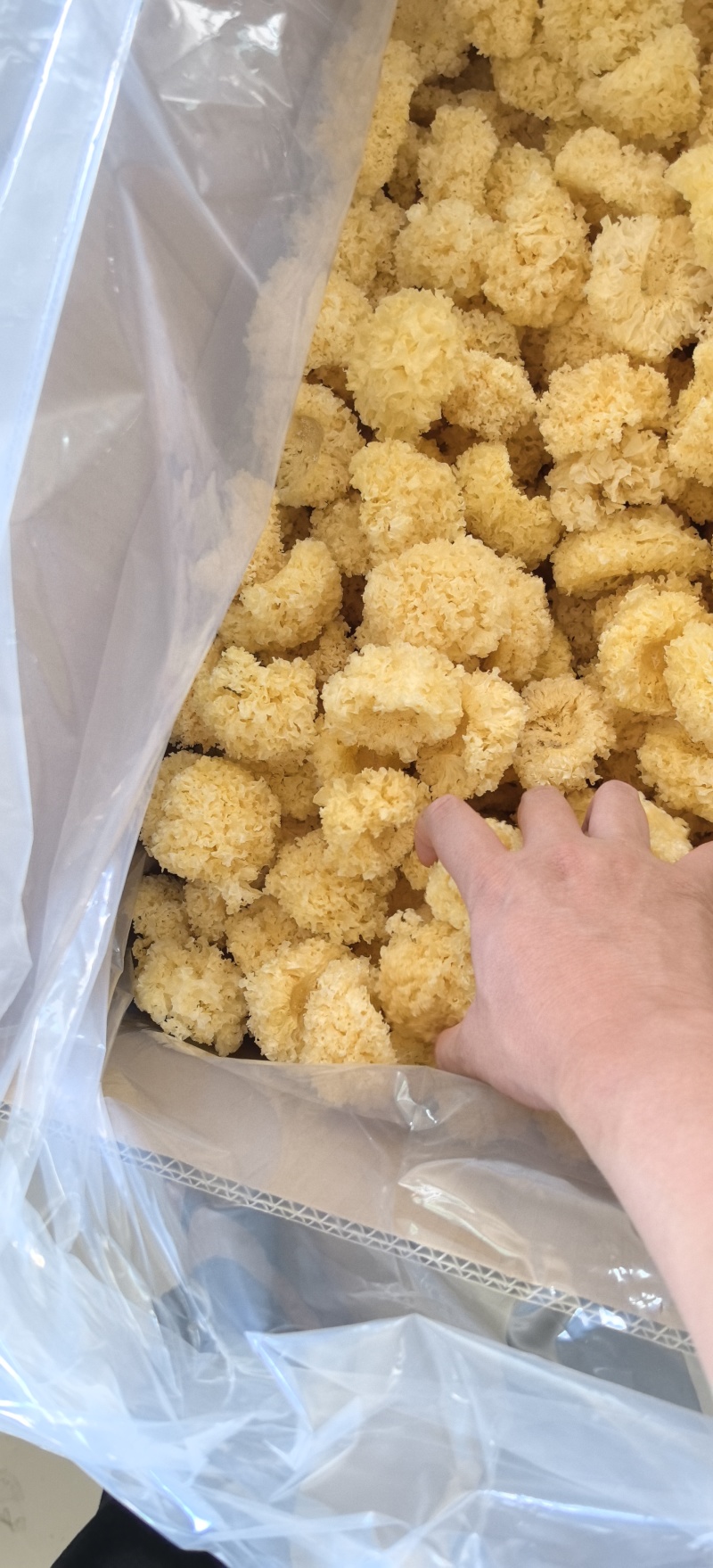 小银耳古田现货产地批发原干净重大量优惠精品无硫