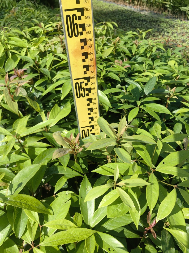 金丝楠绿化苗木楠木金丝楠木基地直发量大优惠
