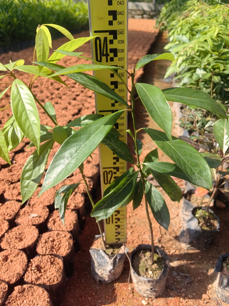 金丝楠绿化苗木楠木金丝楠木基地直发量大优惠