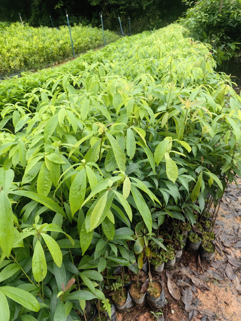 金丝楠绿化苗木楠木金丝楠木基地直发量大优惠