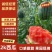 甜王西瓜产地直发品质保证服务周到价格美丽