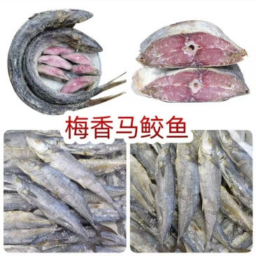 梅香咸鱼马鲛鱼地摊电商批发梅香马鲛鱼干酶香马胶马友鱼干