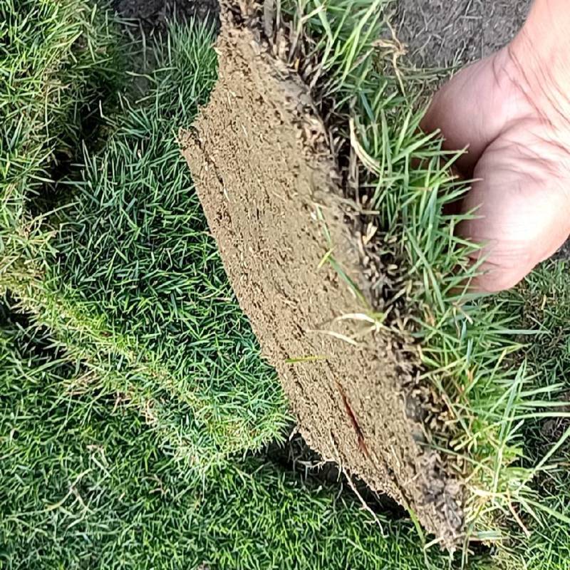 大量出售马尼拉草块草卷5块1平方20×20的草块。2