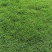 大量出售马尼拉草块草卷5块1平方20×20的草块。2
