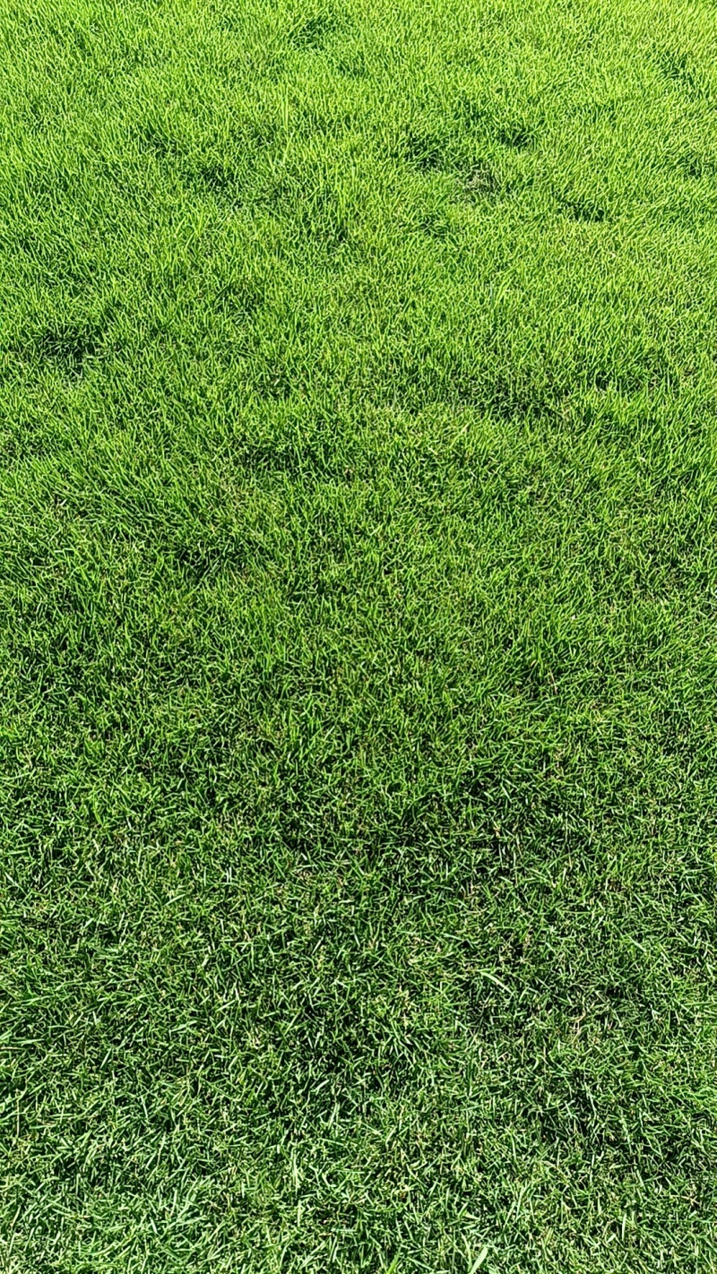 大量出售马尼拉草块草卷5块1平方20×20的草块。2