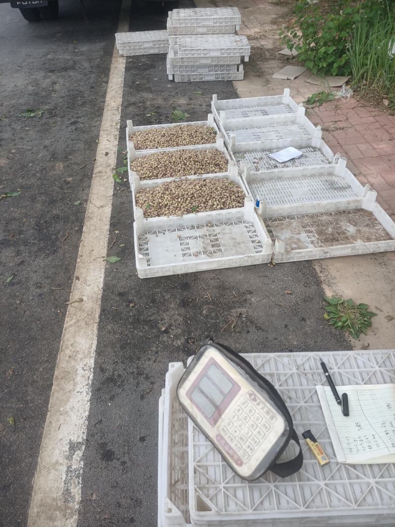 桑椹