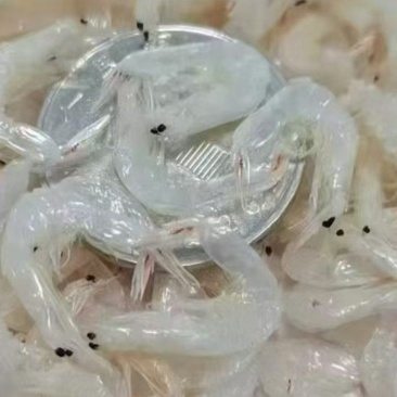 （精品虾皮）无盐淡干虾皮/干度高/方便保存/全国供应批发