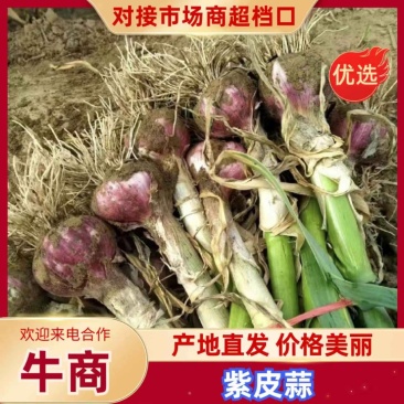 通许紫皮大蒜大量上市，量大从优，电商货，欢迎视频看货
