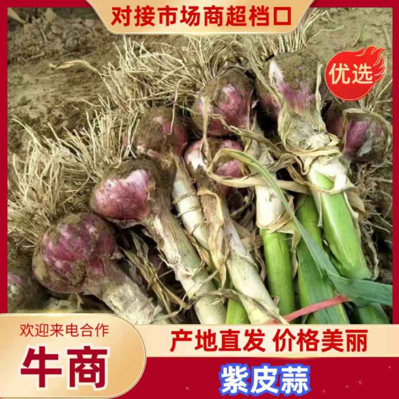 通许紫皮大蒜大量上市，量大从优，电商货，欢迎视频看货