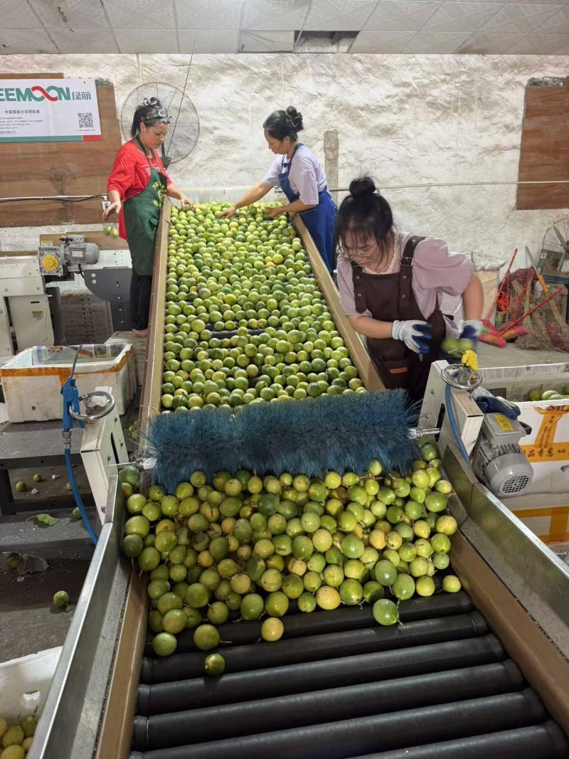【量大从优-钦蜜9号】甄选广西百香果品质保障