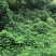 护坡王量大优惠全国发货发芽率快覆绿效果好防泥土流失扎根好
