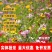 野花种子组合种植简单当季新种厂家发货大量供应欢迎下单