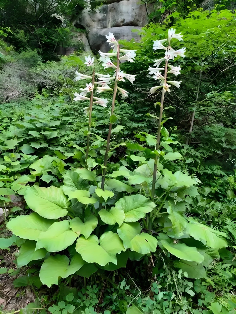 荞麦大叶百合七大号筒做绿植盆景药用食用一手货源产地直供