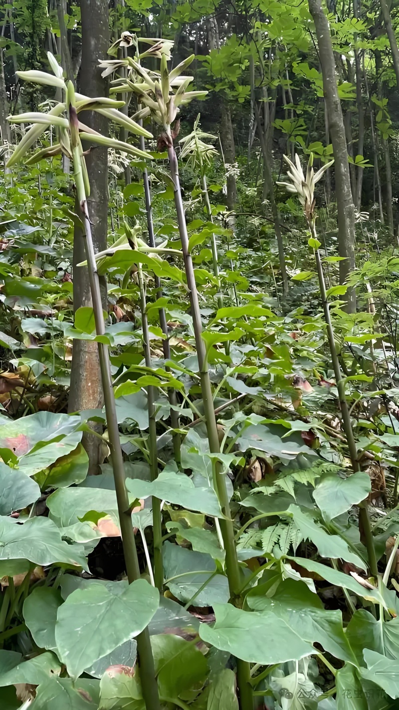 荞麦大叶百合七大号筒做绿植盆景药用食用一手货源产地直供