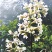 荞麦大叶百合七大号筒做绿植盆景药用食用一手货源产地直供