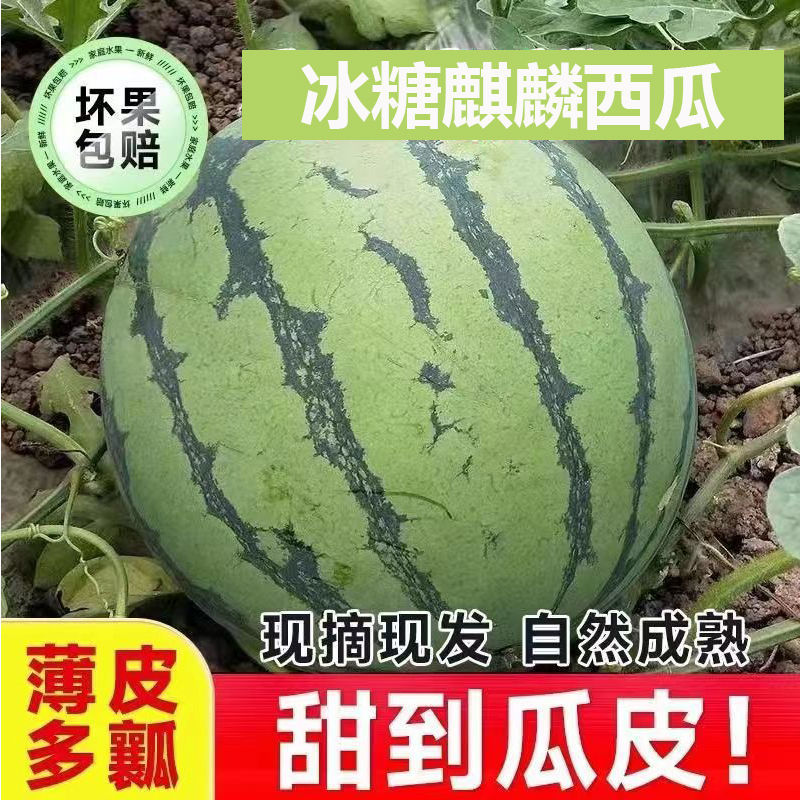 2025精品头茬麒麟西瓜无籽基地直发保质保量现摘现发