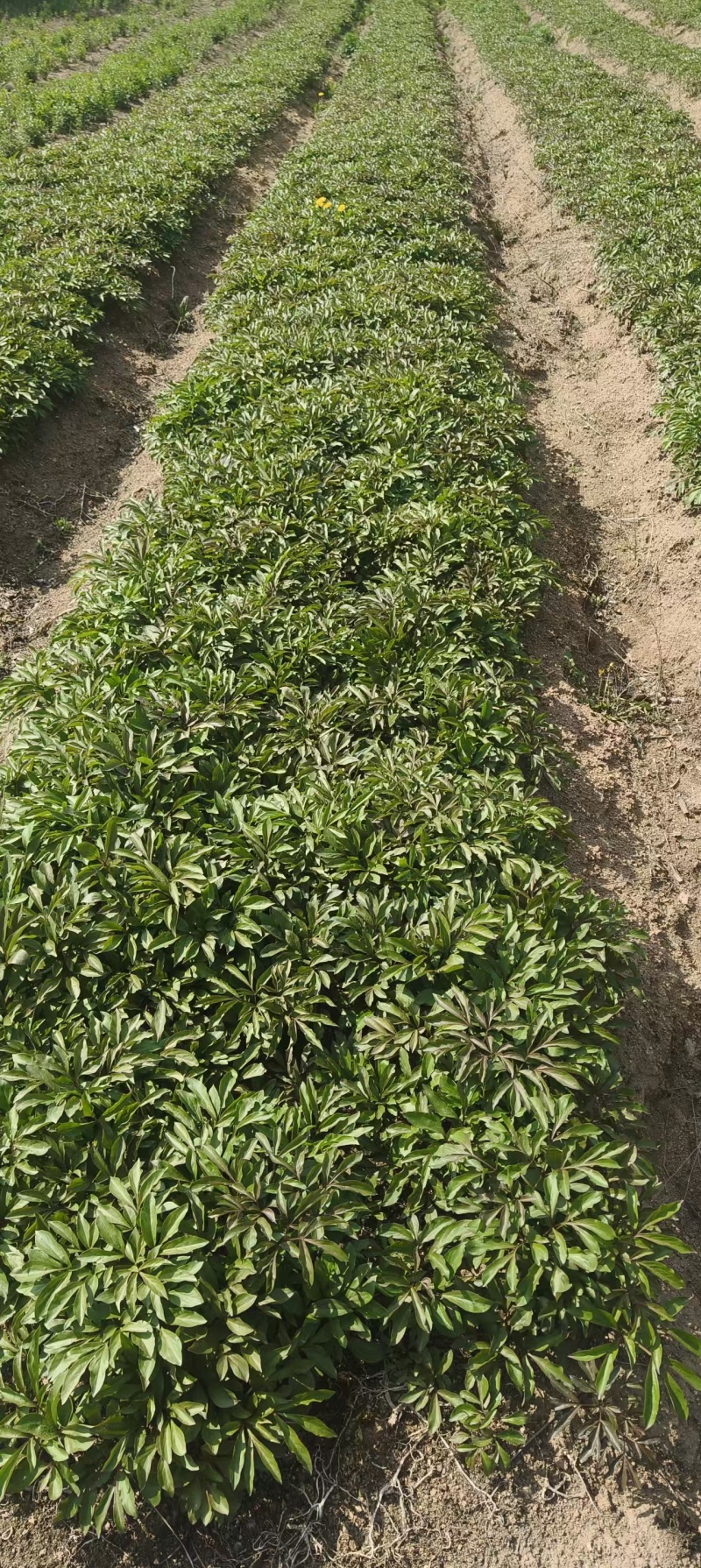 两年赤芍苗，烟杆坐标，质量特别特别好，易成活，教种植技术