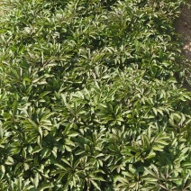 两年赤芍苗，烟杆坐标，质量特别特别好，易成活，教种植技术