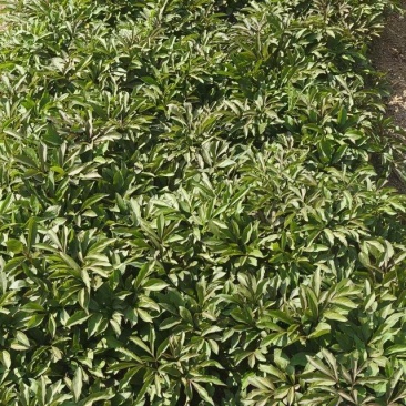 两年赤芍苗，烟杆坐标，质量特别特别好，易成活，教种植技术