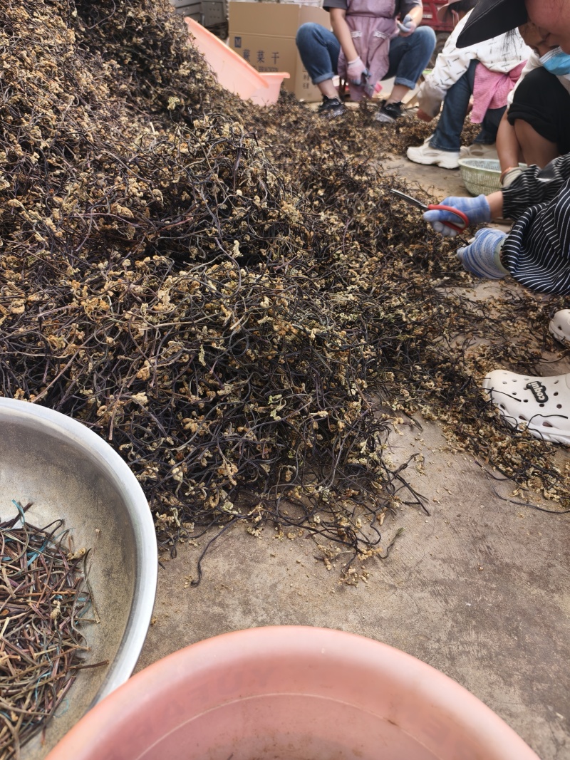 干厥菜，龙爪菜