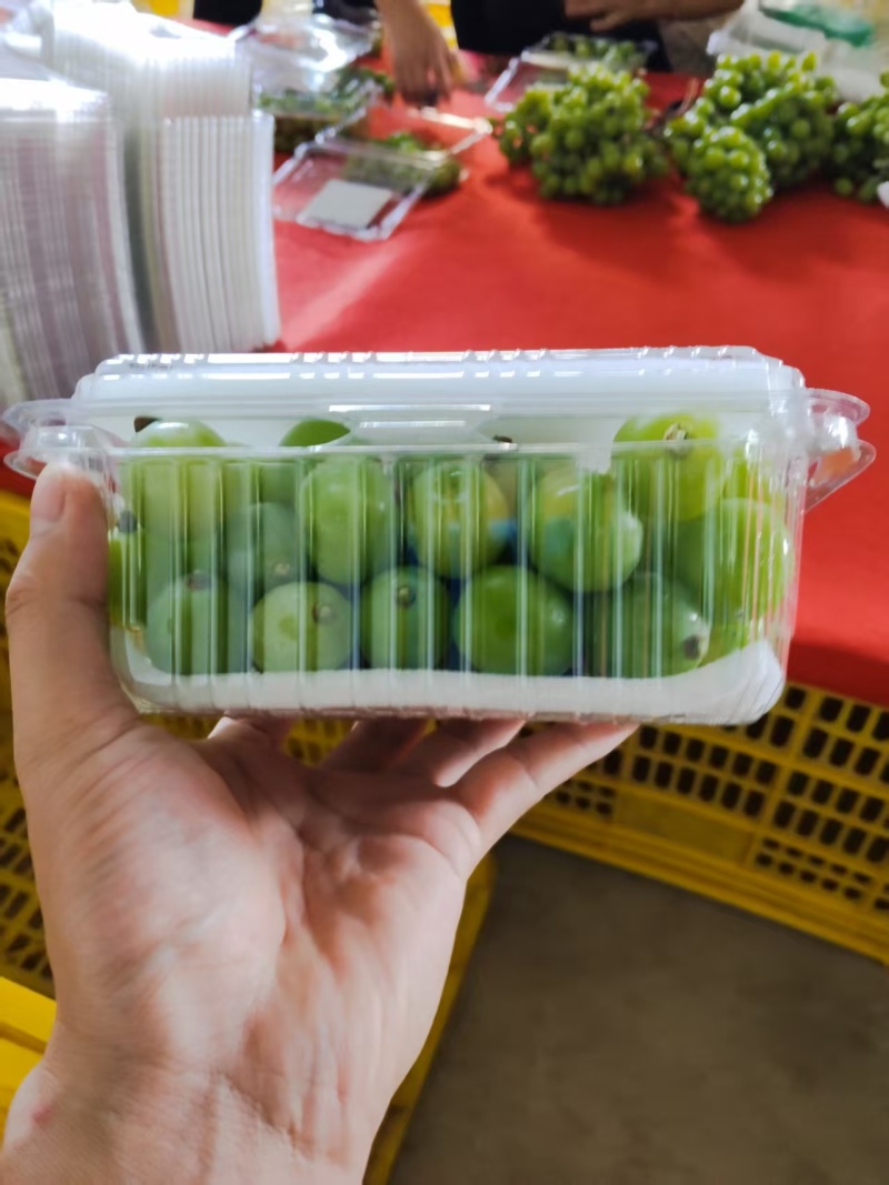 阳光玫瑰专业一件代发市场商标供应