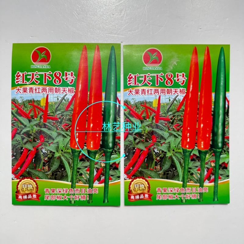 红天下8号辣椒种子大果高产青红两用朝天椒种子大号早熟顺直