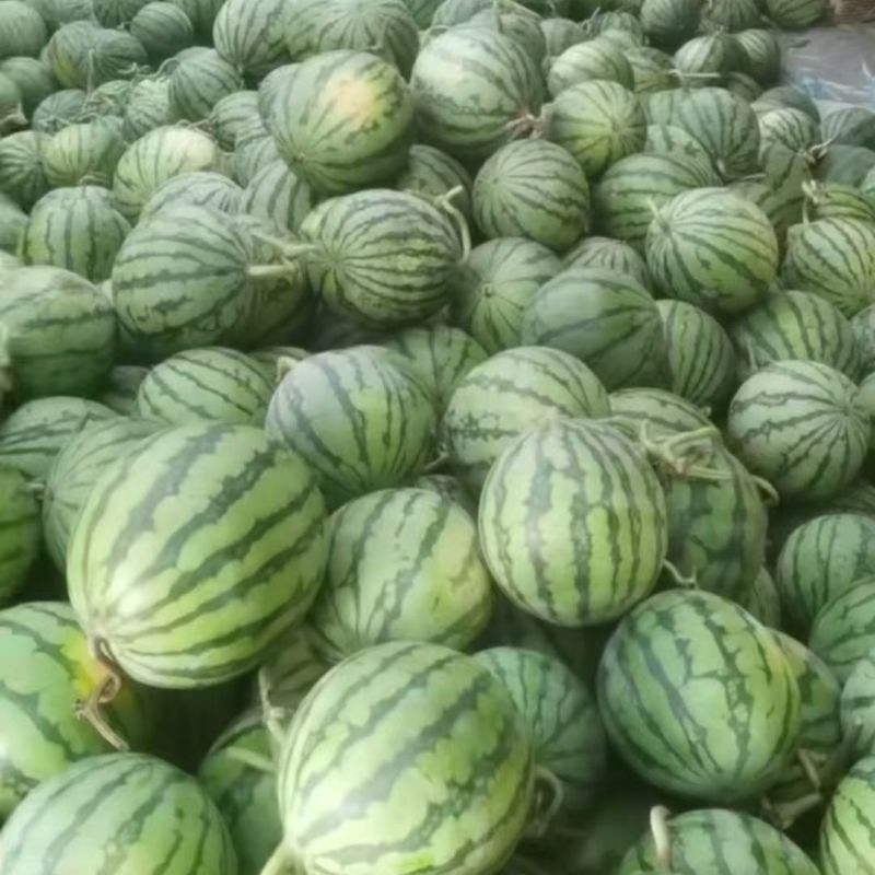 精选《无籽美都西瓜》夏邑产地直发保质保量现摘现发一条龙