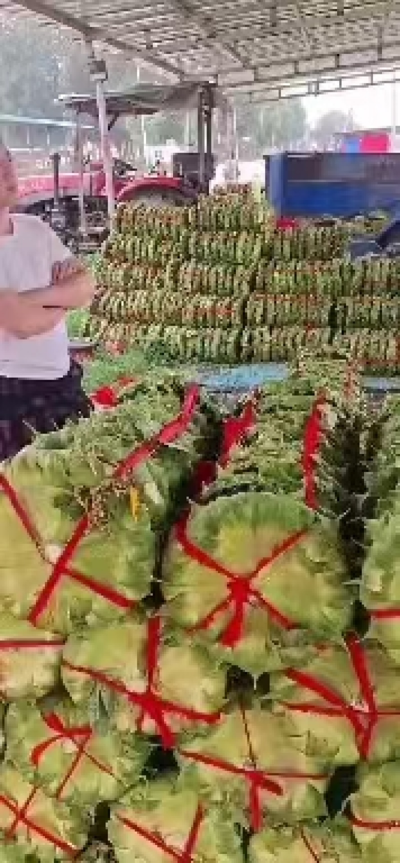 【千人收藏】河南向日葵/鲜向日葵/精选向日葵/颗粒饱满