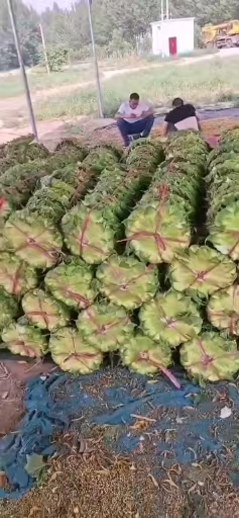 【千人收藏】河南向日葵/鲜向日葵/精选向日葵/颗粒饱满